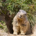 La Montagne aux Marmottes