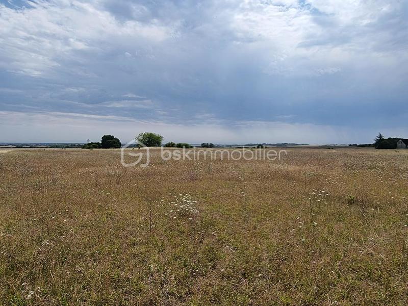 Terrain - 7 973 m²