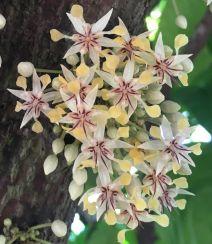 La Ferme au Chocolat