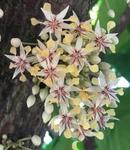 La Ferme au Chocolat