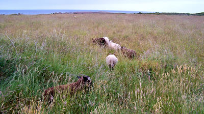 Faire Bande / la Canourgue