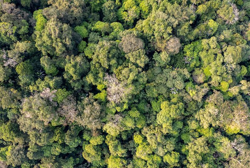 Sortie Nature : Gestion forestière durable illustrée