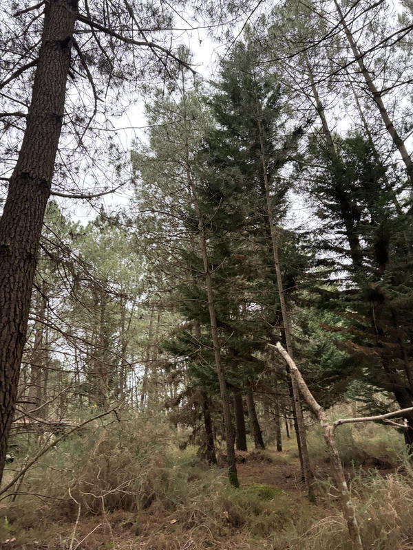 Terrain agricole - 9 800 m²