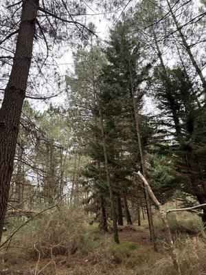 Terrain agricole - 9 800 m²