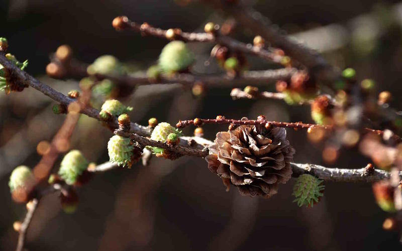 Randonnée accompagnée : pister la nature