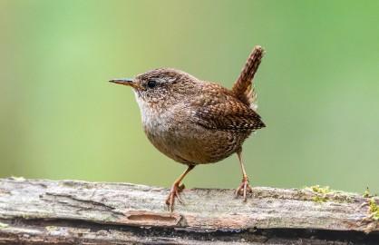 Formation Chants d'oiseaux