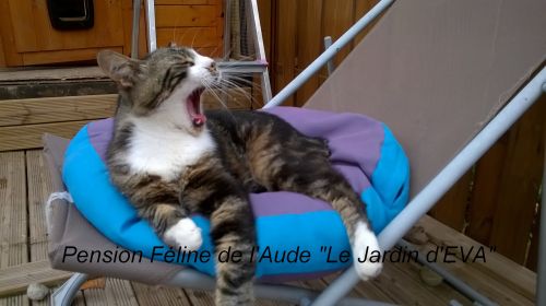 Pension Féline de l'Aude "Le Jardin d'Eva"