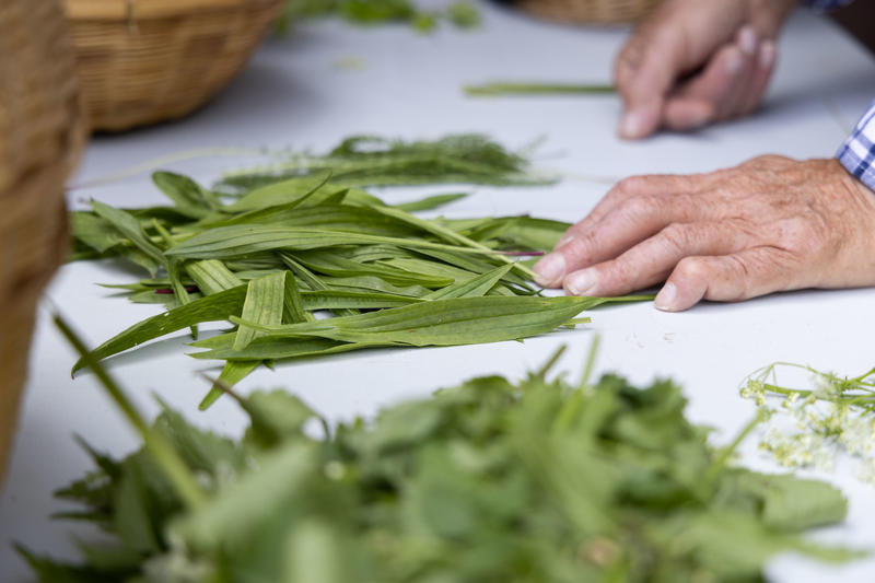 Sortie découverte des plantes sauvages
