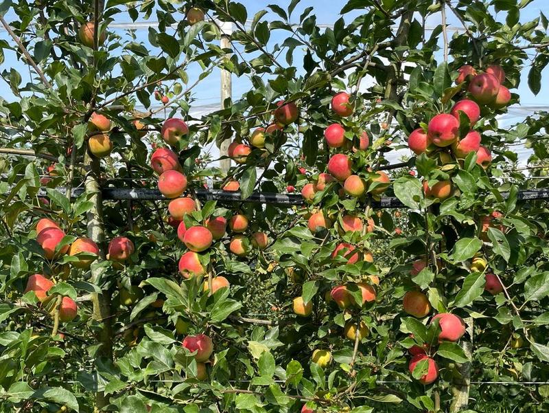 Fête de la pomme, à la Cueillette de l'Aragnon