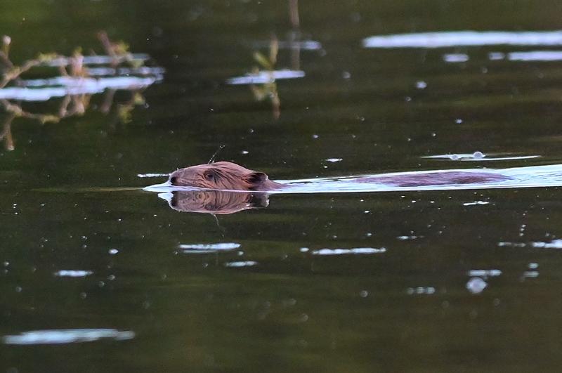 Observation des castors et ragondins