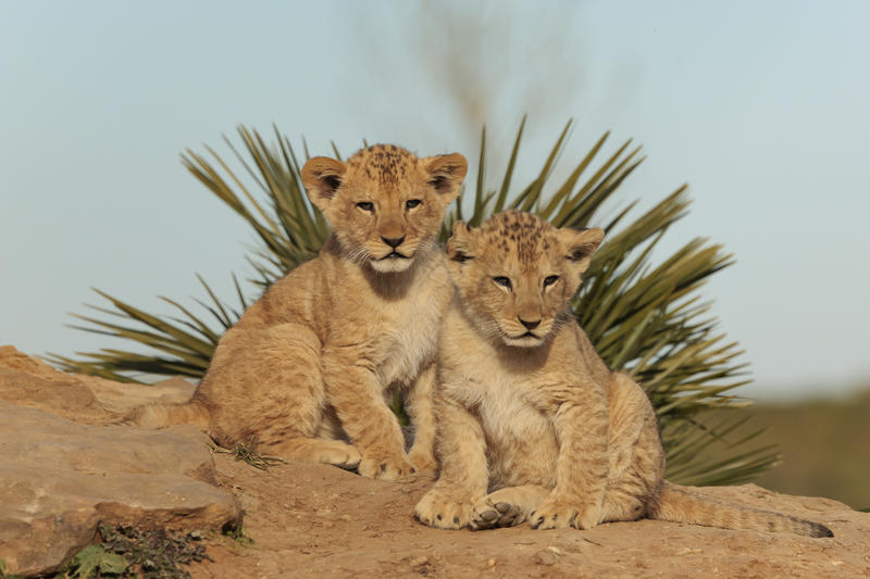 Bioparc - Zoo de Doué-la-Fontaine