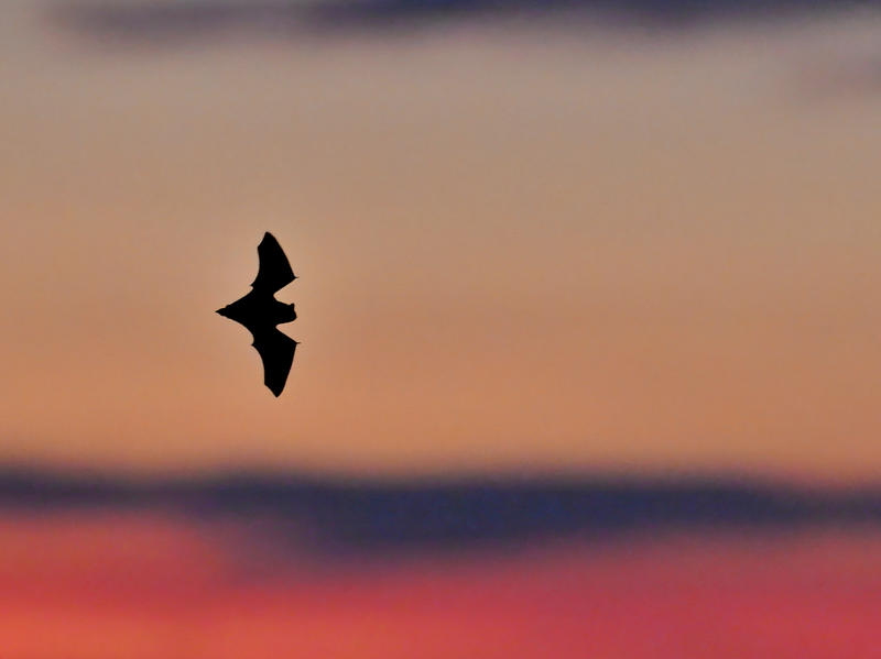 Nuit internationale de la chauve-souris
