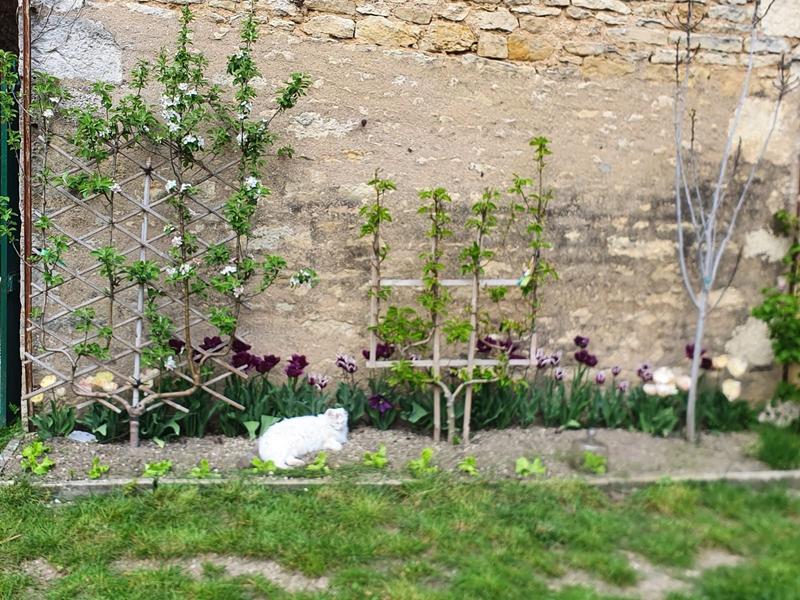 Maison ancienne - 176 m² - 8 pièces