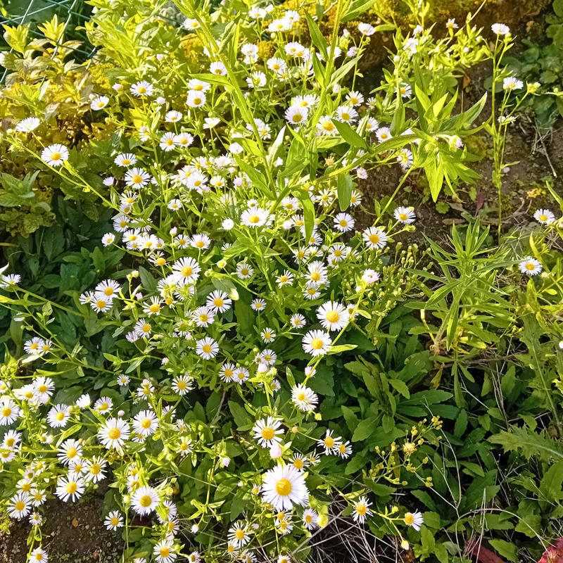 Maison ancienne - 130 m² - 5 pièces