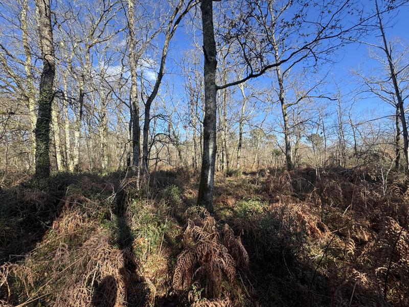 Terrain - 96 131 m²