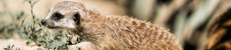 Visite guidée : Vivre ensemble, pourquoi ?