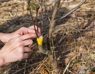Stage de greffe des arbres fruitiers