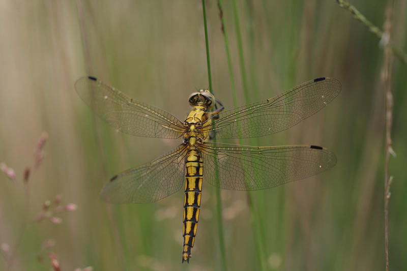 Formation Libellules