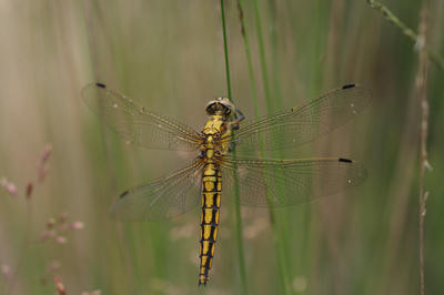 Formation Libellules