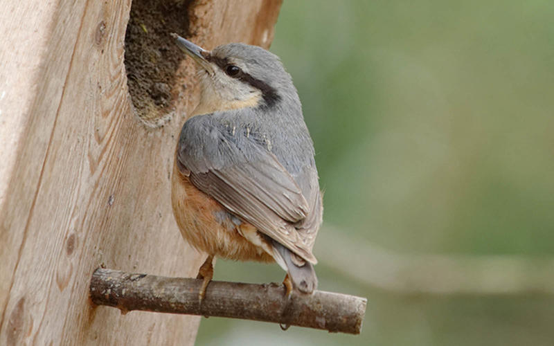 Rendez-vous nature : les chants d'oiseaux