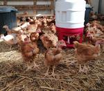 Les Volailles de Christ'Ailes