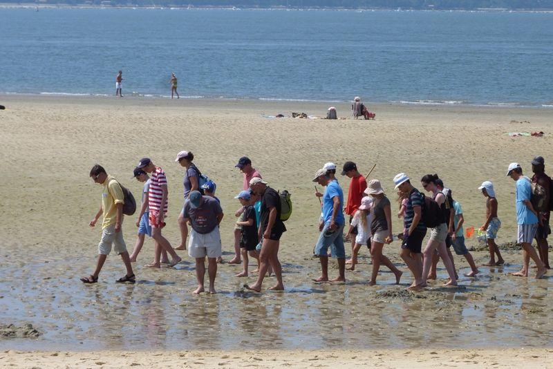 Visite guidée : la vie secrète du banc de sable de Pereire