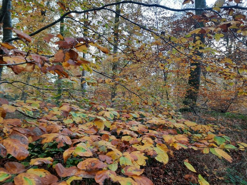 Randonnée patrimoine « la forêt pendant la guerre »