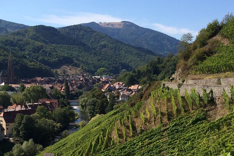 Balade sensorielle dans le vignoble du Rangen : mystères dans le verre !