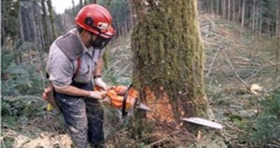 Baltzer, Élagage Abattage