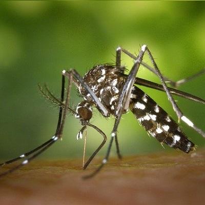 Serip – Désinsectisation Dératisation Dépigeonnisation et Tous Nuisibles Nice