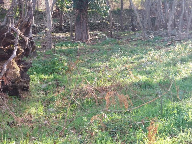 Terrain constructible - 1 361 m²