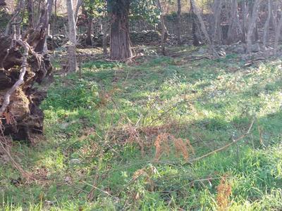 Terrain constructible - 1 361 m²