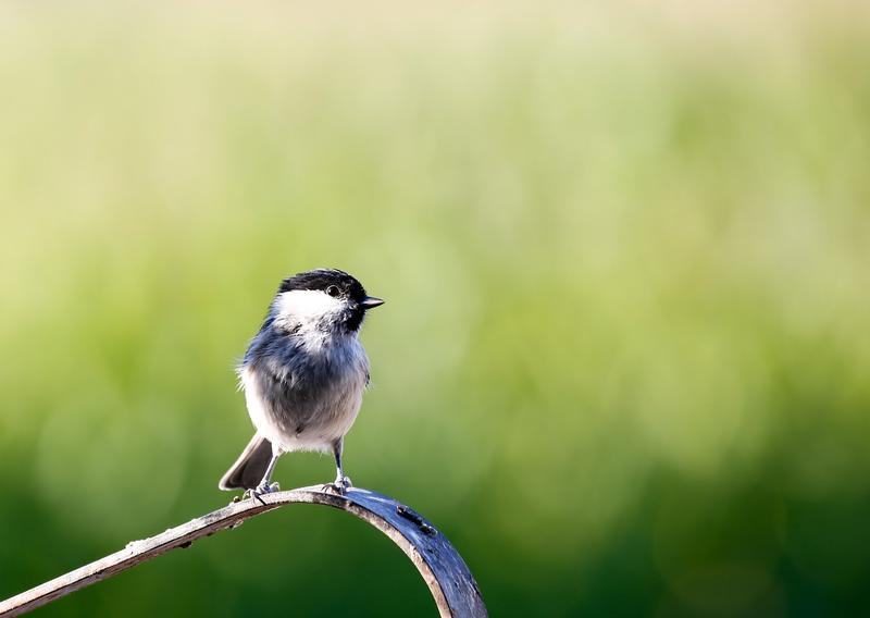 Atelier à la ferme: fabrication de mangeoire à oiseaux et boule de graines