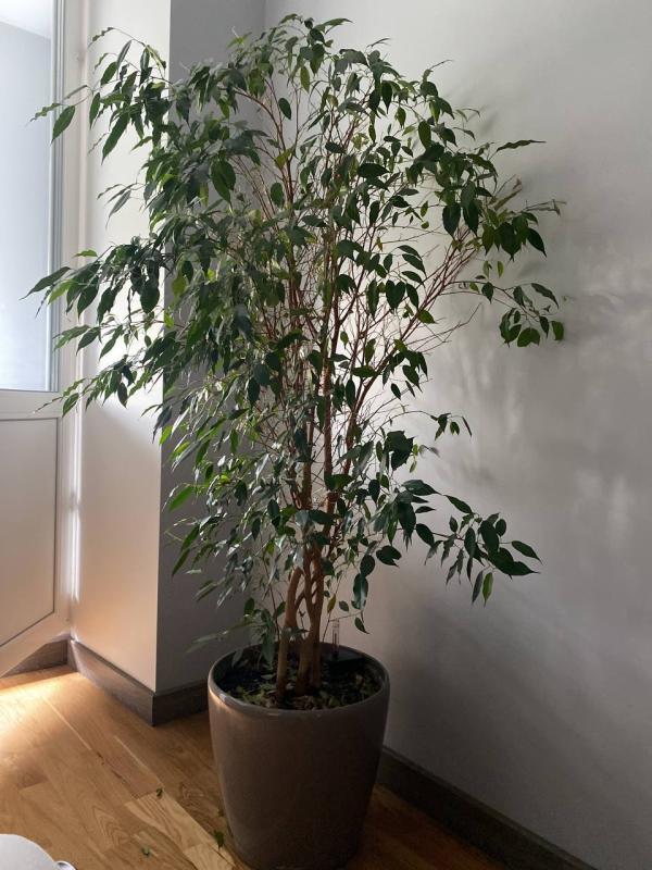 Appartement - 21 m² - 1 pièce