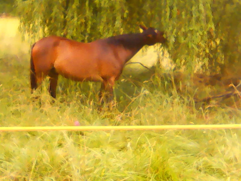 Tournon autour du Cheval