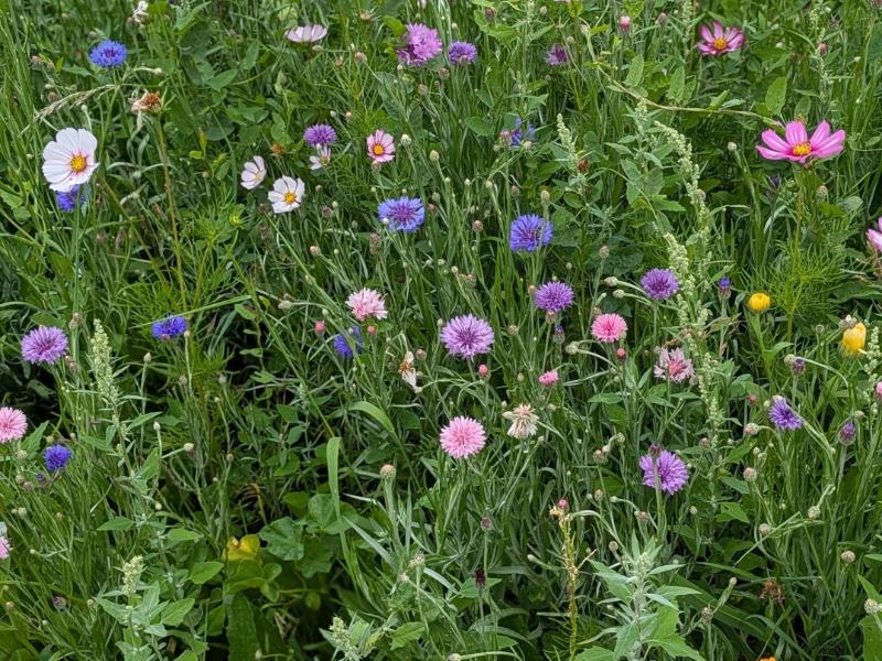 Semaine de la Biodiversité - Visite du jardin du 4l café &amp; temps convivial à Cartelègue