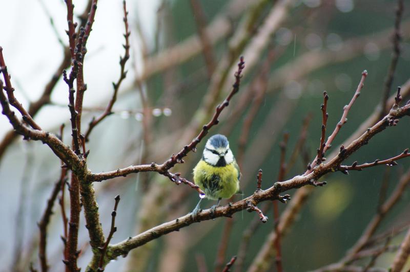 "Mon nichoir en palettes" avec le Seroc – les cafés des astucieux