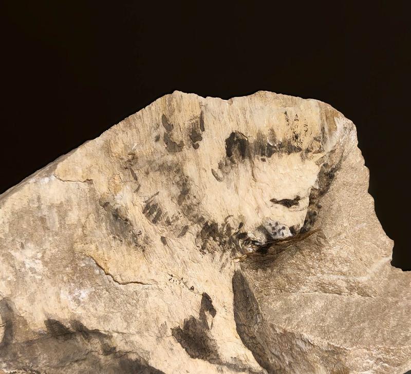 Expositions : les pierres qui parlent de Marie-Antoinette Bassieux