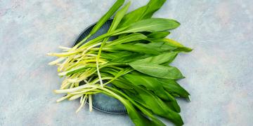 Balade guidée : Cueillette des plantes comestibles en Fronsadais