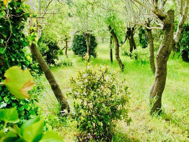 Maison de maîtres - 1 200 m² - 7 pièces