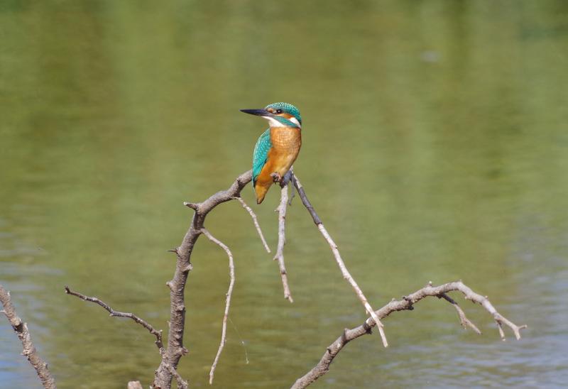 Sortie nature oiseaux - Jmzh