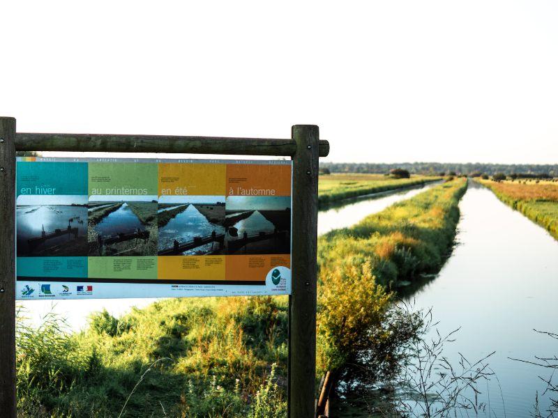Sortie nature > les oiseaux du marais