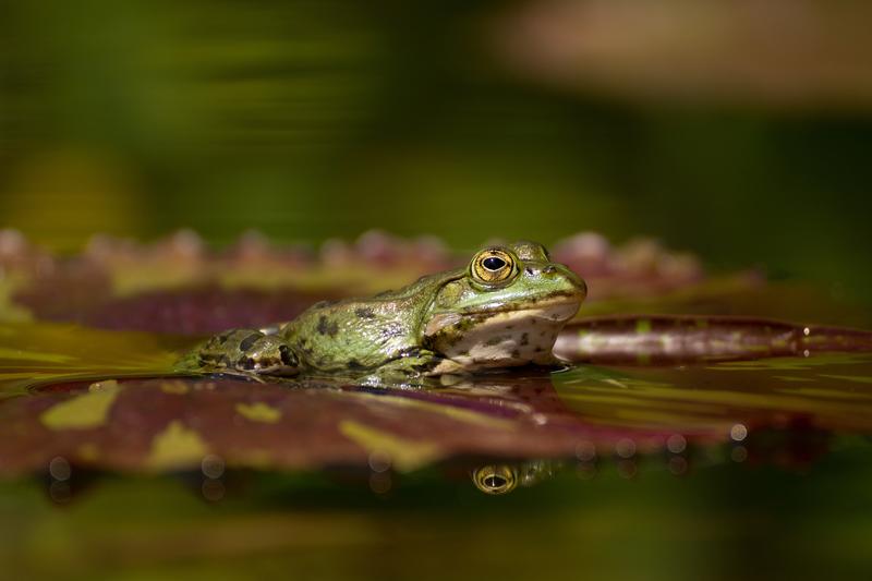 À la tombée de la nuit dans la nature