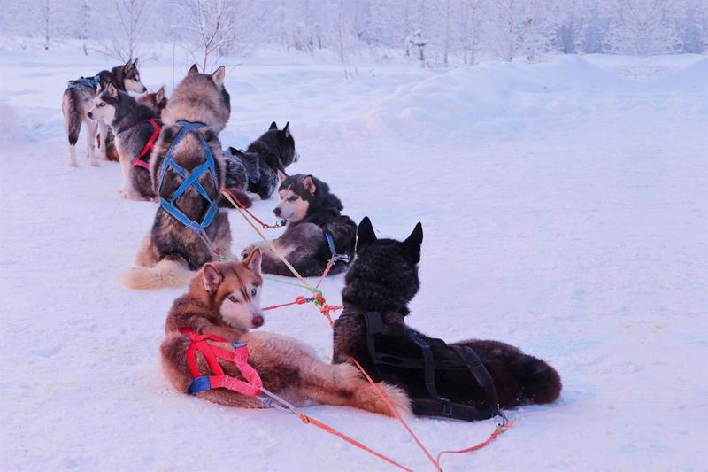 Balade en chiens de traineau