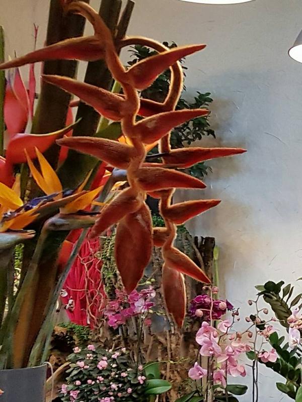 Black Baccara la Paillotte...