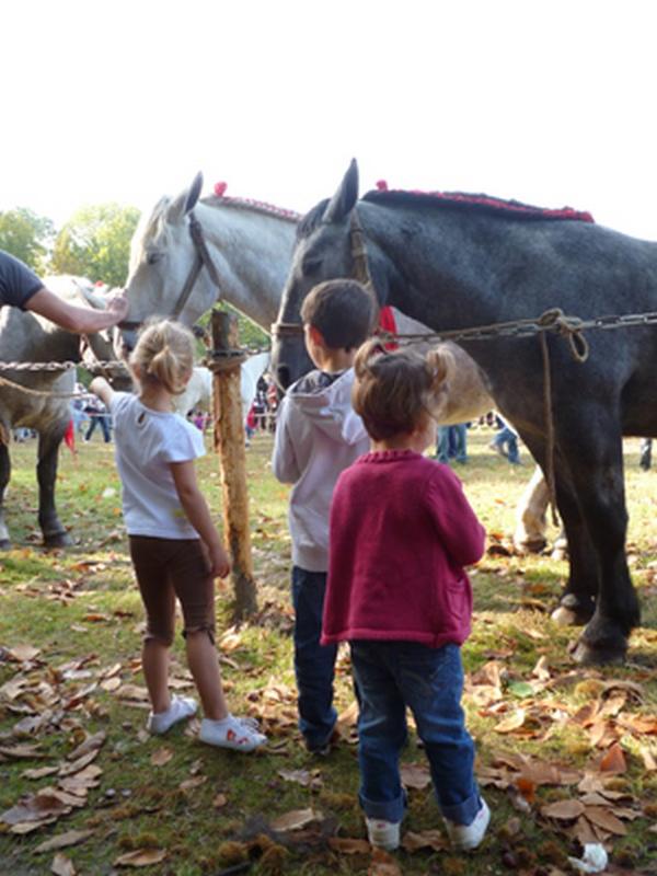 Fête de l'âne et du cheval Percheron