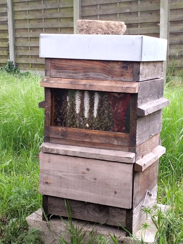 Immersion au coeur de la ruche et dégustation gourmande