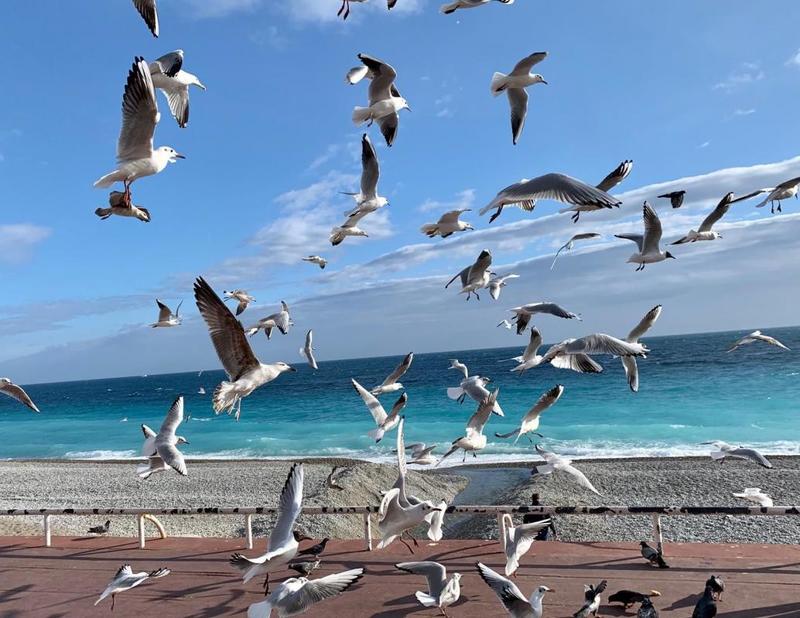 Appartement - 51 m² - 2 pièces