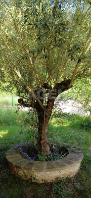 Maison traditionnelle - 249 m² - 11 pièces