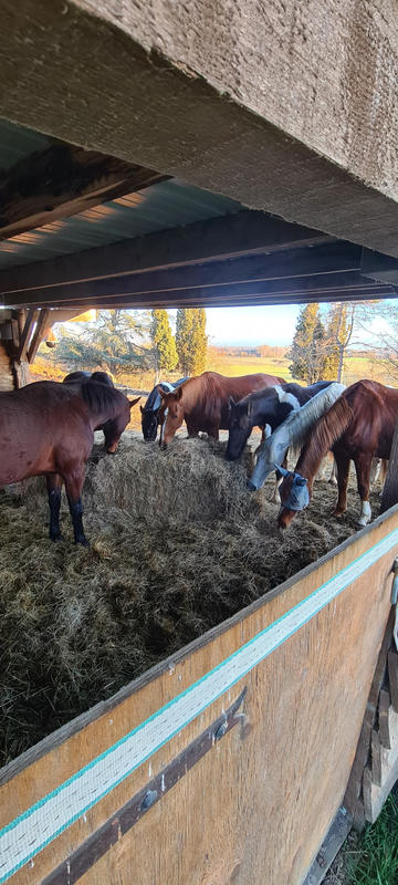 Fonds de commerce - Magasins - 62 459 m²